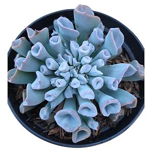 Planta Suculenta Echeveria Trumpet Ice/pig Noose - Rara