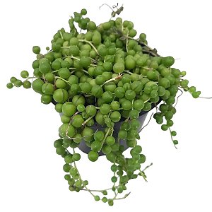 Suculenta Senecio Rowleyanus ou Colar de pérolas pote 11