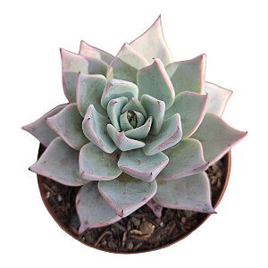 Planta Suculenta Echeveria Aquila