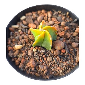 Cacto Astrophytum Myriostigma cv. Koh-yo