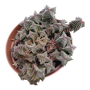 Crassula Capitella Ssp Thyrsiflora Pt 11