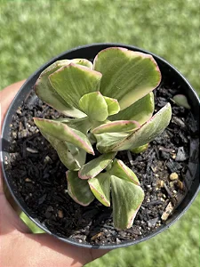 Crassula Ovata (Jade Variegata)