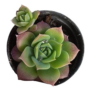 Suculenta Echeveria Jadeita pote 6