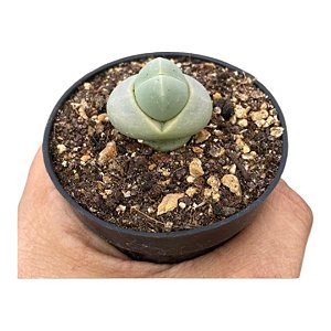 SUCULENTA DE COLEÇÃO DINTERANTHUS PUBERULUS-Super rara
