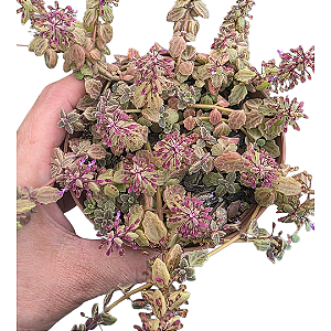 Suculenta Boldinho, Planta Suculenta com Flores Roxas cuia 13 cm