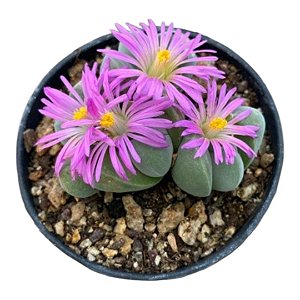 Suculenta exótica GIBBAEUM DISPAR pote9 cm