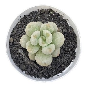 Planta Suculenta Bill Gates pote 11 exótica maravilhosa