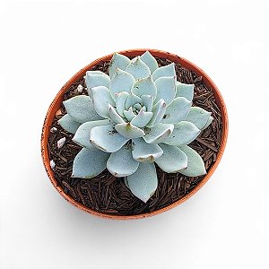 Suculenta Echeveria Peacockii 11cm
