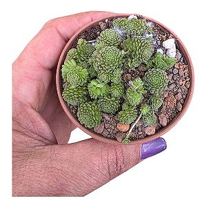Suculenta Monanthes Polyphylla pote7(pequena)
