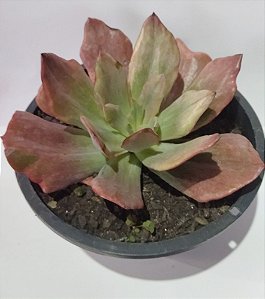 Suculenta Echeveria Diamond State