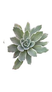 Suculenta Echeveria Lemon Lime Variegata pequena