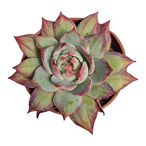 Suculenta Importada Echeveria Cassio Silk Variegata
