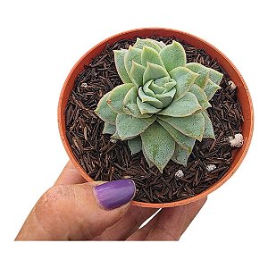 SUCULENTA ECHEVERIA LOVELY QUEEN