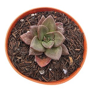 Suculenta Echeveria Hibrida Morani x Chichiensis