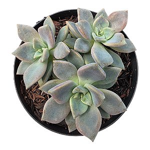 Suculenta Colonia Echeveria Vitor Kane pt 11