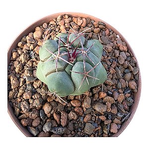 Cacto Thelocactus Hexaedrophorus