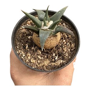 Planta Suculenta ARIOCARPUS TRIGONUS Exótica