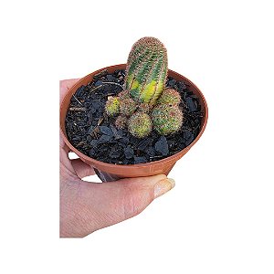 Cacto Echinopsis Chamaelobivia Variegata pote 11 cm