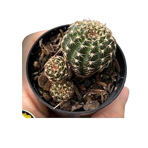 Cacto Lobivia Aracnacantha pote 6 (sem flor)