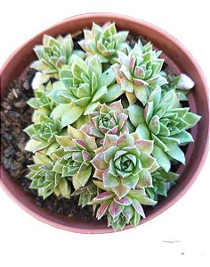 Planta Suculenta Sempervivum Globiferum 'hedgehog' Colônia