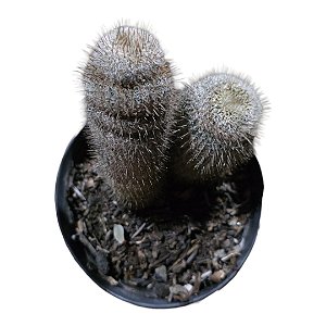 Frailea Gracilima v. Machadoi pt 9,linda!