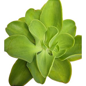 Suculenta Gibiflora B43 ou Palida ou Limão