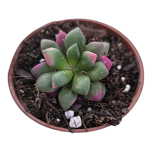 Anacampseros Ruffens Variegata pote 9