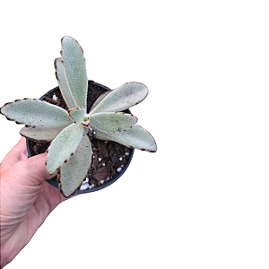 Planta Suculenta Kalanchoe Tomentosa Ou Orelha De Gato
