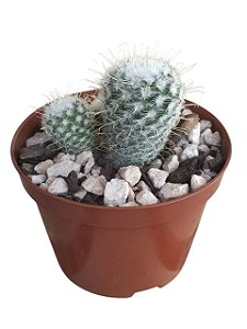 Mammillaria Bombycina Branca
