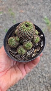 Cacto Rebutia heliosa var. condorensis colônia pote 9