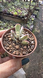 Planta Suculenta Cotyledon flanaganii variegata(pequeno)