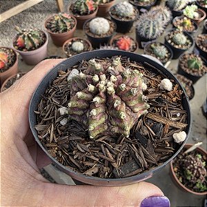 Cacto Gymnocalicium T Rex (pote 9) Raro/exótico .