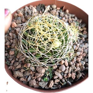 Planta Cacto Mammillaria Camptotricha
