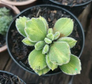 Suculenta Patinha de Urso Variegata(pequena)