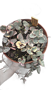 Coração Emaranhado Variegata pote 11
