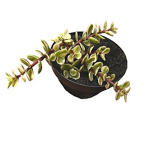 Suculenta Portulacaria Afra Variegata Pote 11