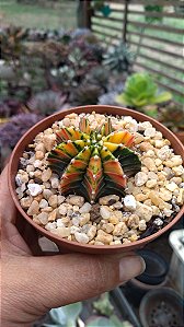Cacto Gymnocalyicum De Coleção! Variegata! Raro!