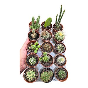 Kit com 15 mini cactos sortidos e variados pote 6
