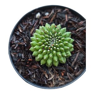 Cacto Gymnocalicium Thornless pote 9 "Coleção "