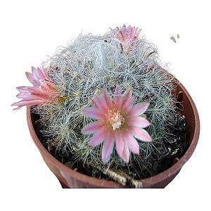 MAMMILLARIA BOCASANA PT 6