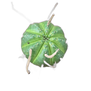 Planta Euphorbia Meloformis (Obesa) pote 11