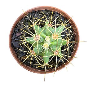 Cacto Ferocactus Histix vaso 11 cm