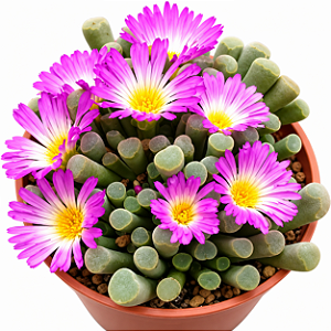 Frithia Pulchra – Suculenta Rara Flor Roxa
