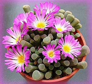 Planta Suculenta Frithia Pulchra flor roxa
