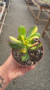 Planta Suculenta Retiwem Of Beauty (pt 11) Branco