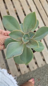 PLANTA SUCULENTA ECHEVERIA GISELLE