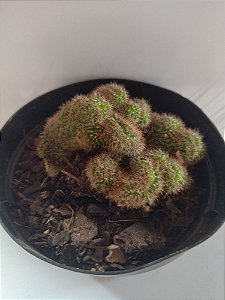 Cacto Cleistocactus Winteri F. Cristata