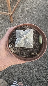 Planta Cacto Astrophytum Myriostigma 4 K Amarelo