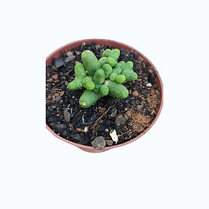 Thichocereus Santiaguensis Monstruoso pote 9