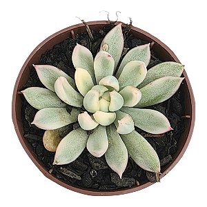 Planta Suculenta Echeveria Scarlet Variegata Vaso 6 Cm (pequena)